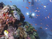 Sealife 35.505.680 Sea Dragon 5000+ Kamera lámpa Színfokozó Fényfejjel (SL680-1)