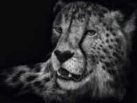 Schmidt Spiele Ashley Rader Gepárd a kegyelem jele alatt 1000 darabos puzzle