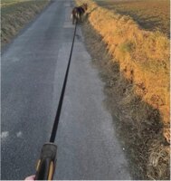 Purlov Automata M/5m Csévélő szalagos kutya póráz - Fekete/Narancssárga