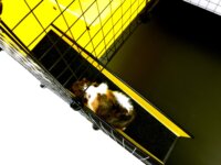 C&C Modular Beltéri fém Emeletes Rágcsáló ketrec (100 x 75 x 75 cm) - Fekete