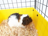 C&C Modular Beltéri fém Emeletes Rágcsáló ketrec (100 x 75 x 75 cm) - Fekete