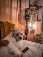 N'oveen F455 Álló ventilátor Ø 40cm - Fekete