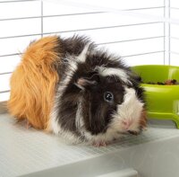 Ferplast Casita 80 Beltéri fém Rágcsáló ketrec (78 x 48 x 50 cm) - Fehér / Szürke