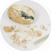 BUKI Meglepetés dinó tojásban - Többféle