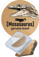 BUKI Dínó csontváz felfedező készlet - Stegosaurus