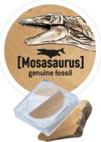 BUKI Dinó csontváz felfedező készlet - T-Rex