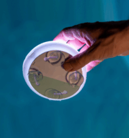 New Garden Papaya 12 PAPAYA 12 Kültéri Akumulátoros LED medence világítás