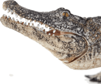 Mojo Wildlife Kézzel festett Alligátor figura mozgó állkapoccsal 20cm