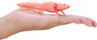 Mojo Wildlife kézzel festett Axolotl figura 9,5cm