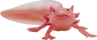 Mojo Wildlife kézzel festett Axolotl figura 9,5cm