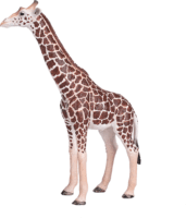 Mojo Wildlife Kézzel festett Hím zsiráf figura 17cm