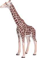 Mojo Wildlife Kézzel festett Hím zsiráf figura 17cm