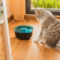 Cecotec Pumba 2200 Automata Kisállat Itató 2L - Fekete