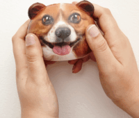 Kikkerland SB03-A kutyás stresszlabda - Többféle